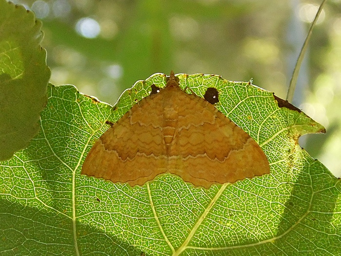 Colonia di Parapoynx stratiotata